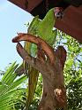 vallarta 105